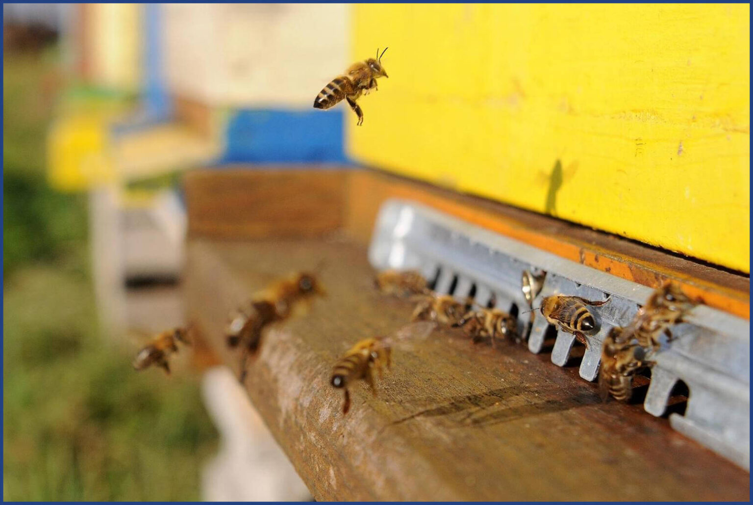 Bees-Protection-1536x1029