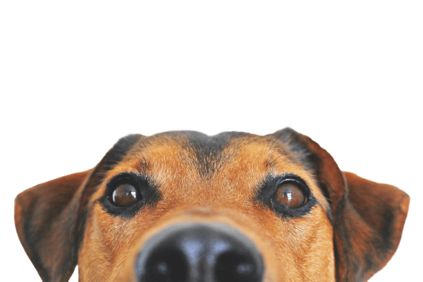 Dogs-removebg-preview